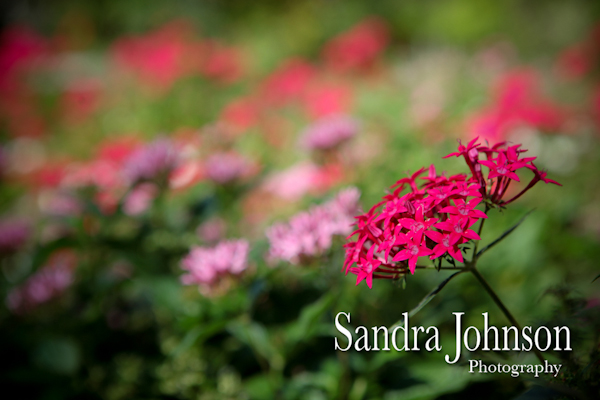 Best Orlando Wedding photographer - Sandra Johnson (SJFoto.com)